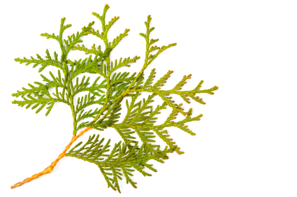 Thuja occidentalis tinctuur