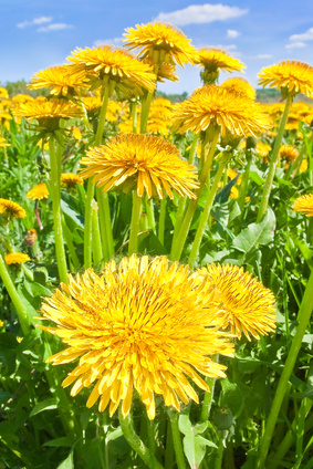 Taraxacum tinctuur