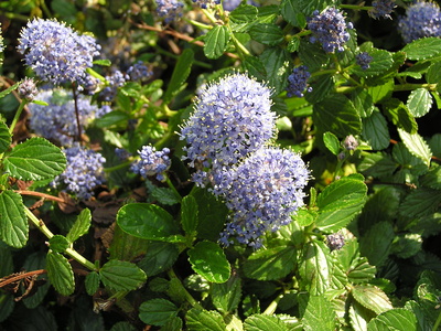 Ceanothus Americanus tinctuur