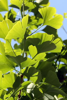 Ginkgo biloba tinctuur