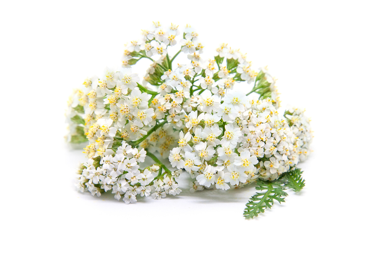 Achillea Millefolium tinctuur