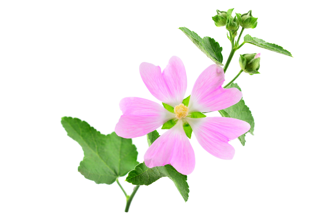 Althea Officinalis tinctuur    