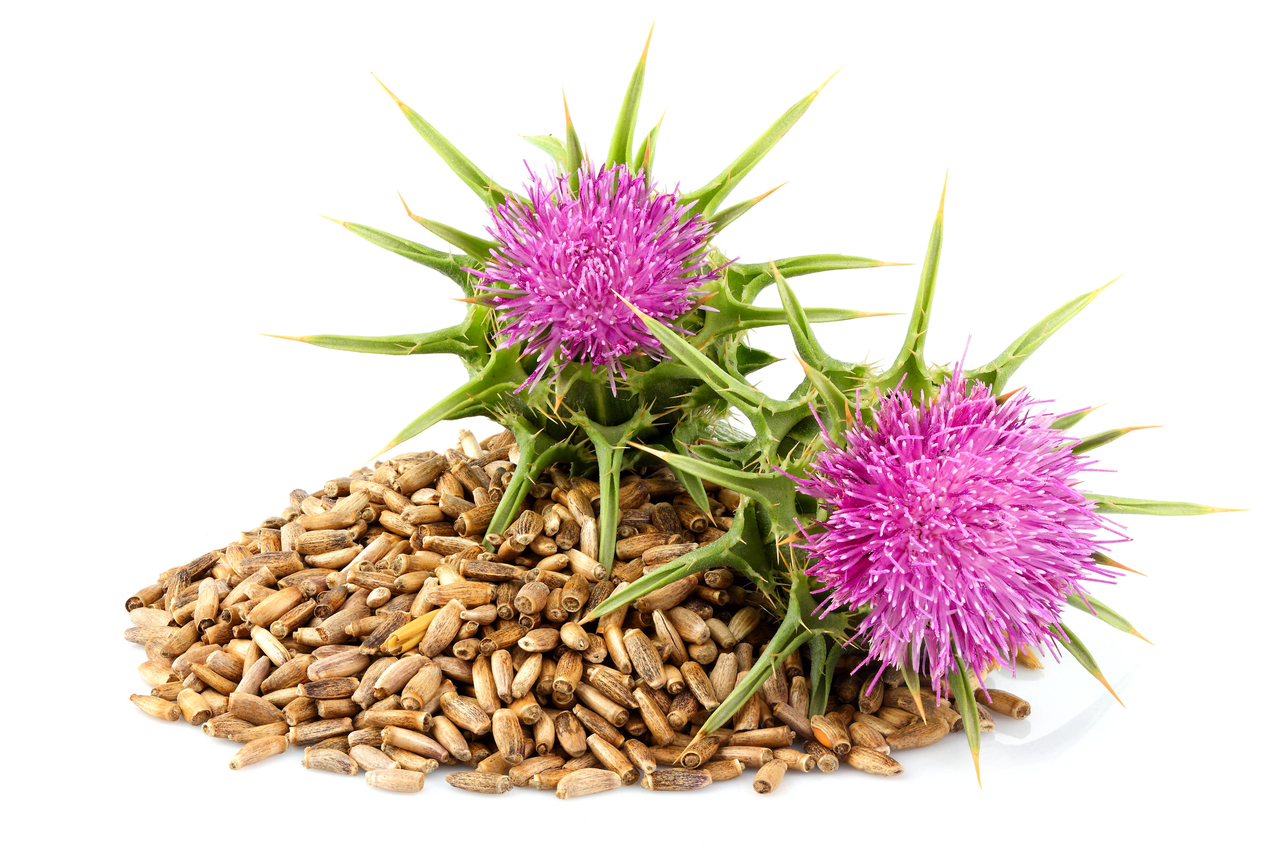 silybum marianum extract alcoholvrij