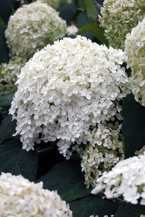 Hydrangea arborescens tinctuur