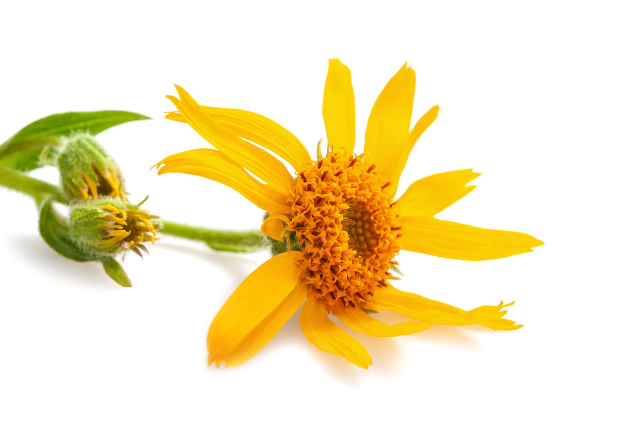 Arnica Montana tinctuur