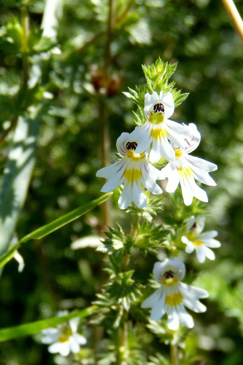 Euphrasia Officinale tinctuur