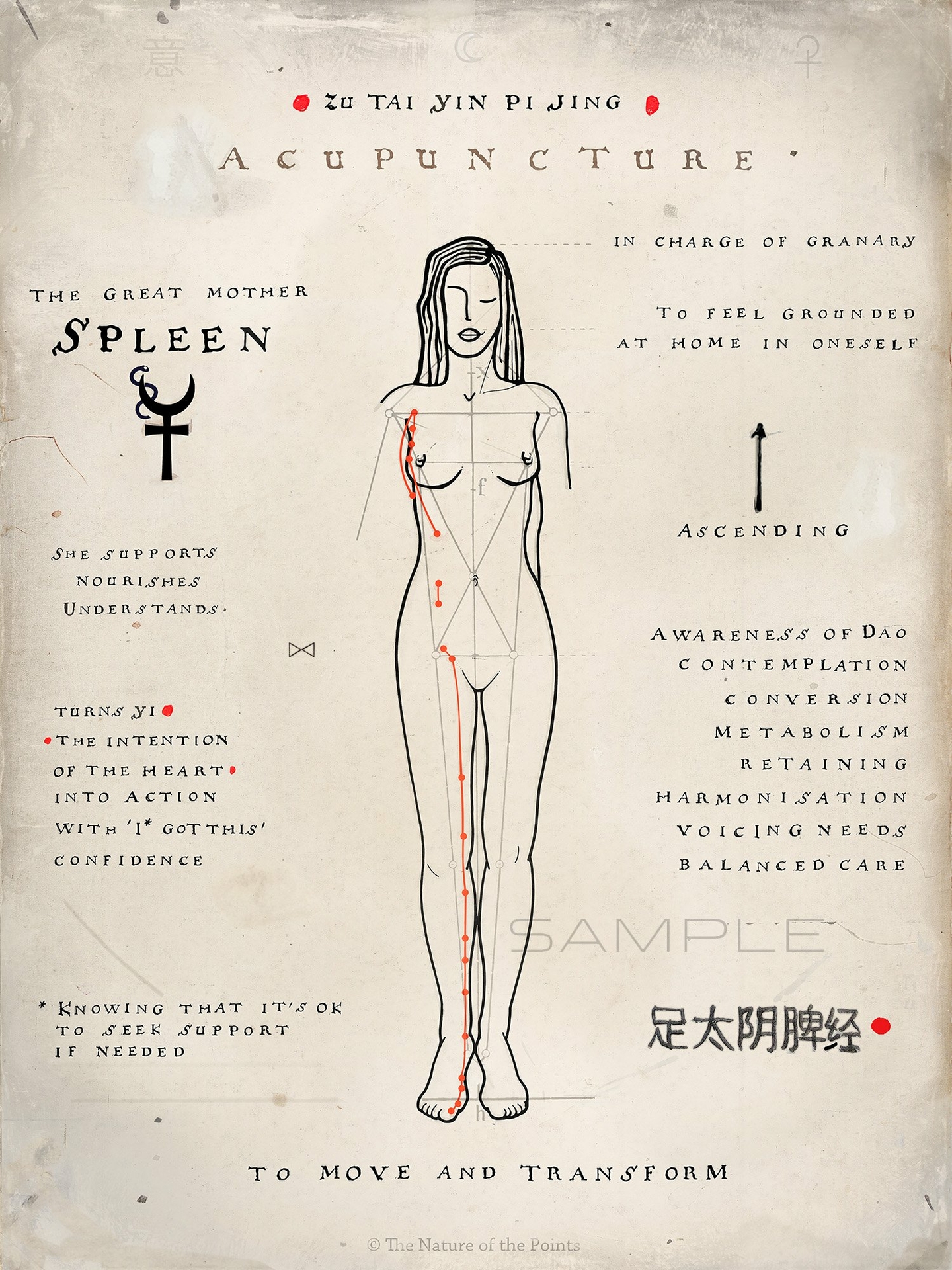 Meridian Poster - Spleen XII