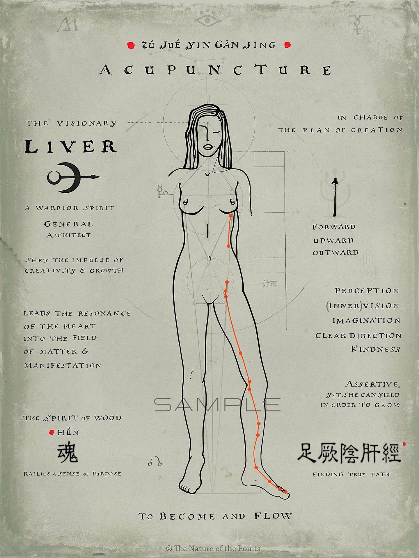 Meridian Poster - Liver