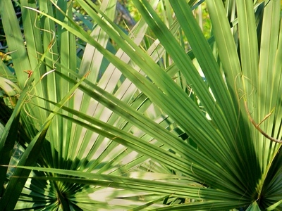 Sabal Serrulata (saw palmetto) tinctuur 