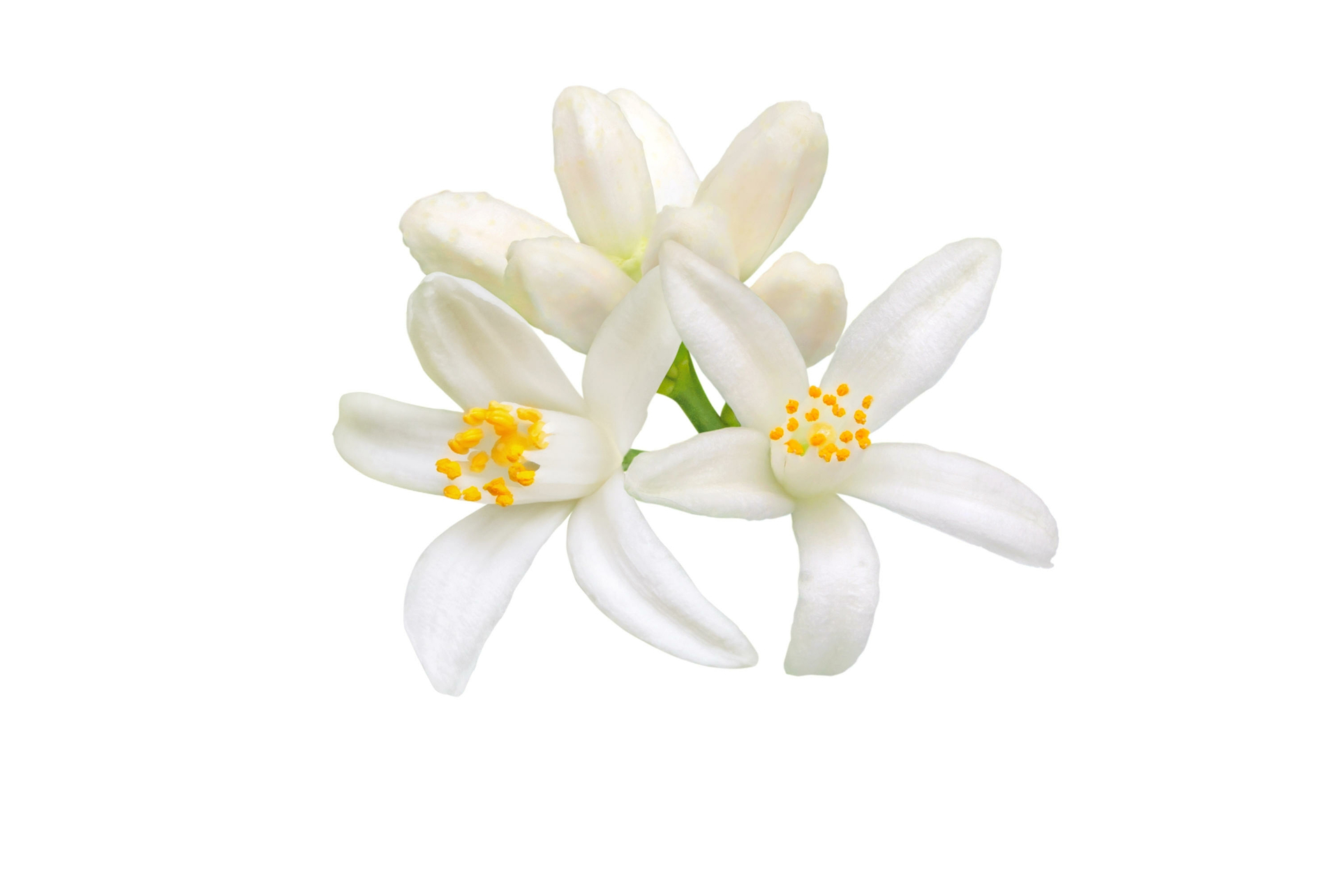 Neroli Oranjebloesem etherische olie