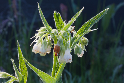 Eupatorium Perfoliatum tinctuur