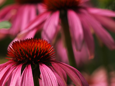 Echinacea Purpurea tinctuur 