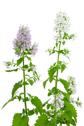 Nepeta Cataria tinctuur