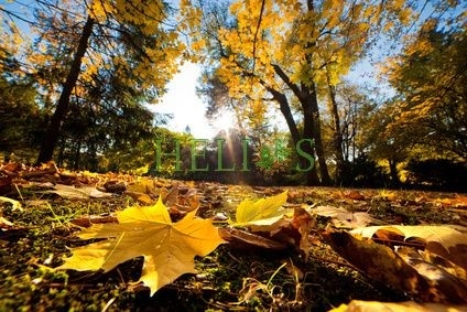 parfum olie herfst