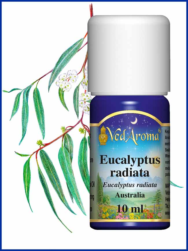 H.E EUCALYPTUS RADIE : EUCALYPTUS RADIATA – NaturoMaroc