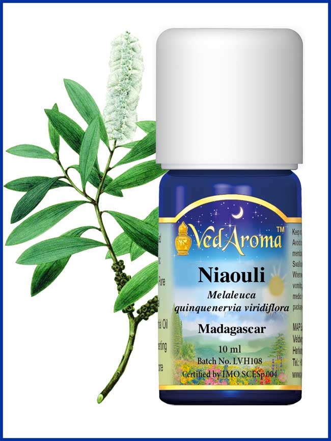 Niaouli ORGANIC essential oil VedAroma