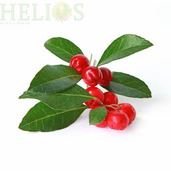 Wintergreen etherische olie