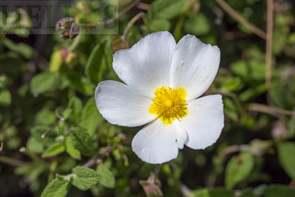 Cistus / Zonneroos etherische olie 