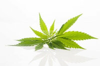 Hennepzaad Olie Koudgeperst -  BIO