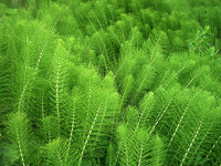 Equisetum Arvense Tincture