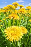 Dandelion tincture