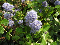 Ceanothus Americanus Tinctuur