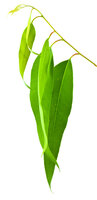 Eucalyptus Radiata etherische olie 
