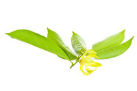 Ylang ylang etherische olie - Ylang Ylang compleet 