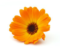 Calendula Officinalis Teinture