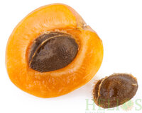 Abrikozenpit Olie Koudgeperst - BIO