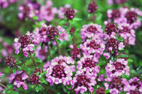 Garden Thym tincture