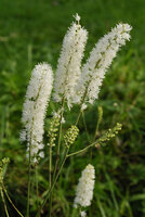 Black Cohosh Tincture
