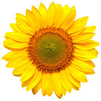 Huile de Tournesol Première Pression à Froid High Oleic