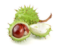 Aesculus Hippocastanum Tinctuur