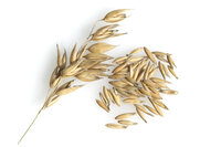 Avena Sativa Tinctuur