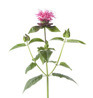 Bergamot Tinctuur