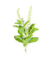 Bourse à Pasteur Teinture