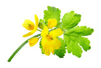 Chelidonium Majus Tinctuur Verdunning