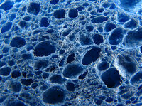 Spongia tosta tinctuur