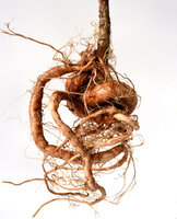 Pelargonium sidoides Tinctuur