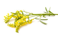 Melilotus Officinalis Tinctuur