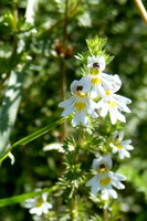 Euphrasia Officinale tincture