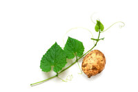 Dioscorea Villosa Tinctuur