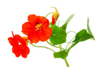 500ml Tropaeolum majus tinctuur