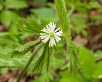 Hydrastis Canadensis Tinctuur