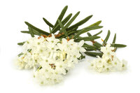 Ledum palustre  Tincture