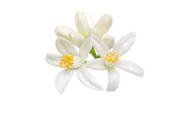 Neroli hydrolate
