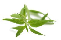 Verbena citroen etherische olie