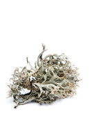 Ijslands mos tinctuur