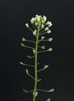 Herderstasje tinctuur